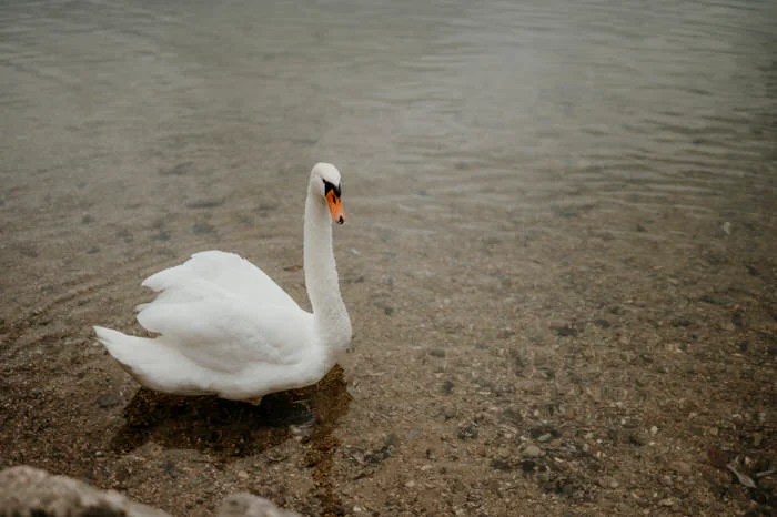 Schloss Mondsee Hochzeit