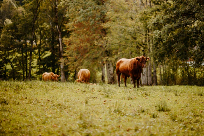 Laimer Urschlag Hochzeit
