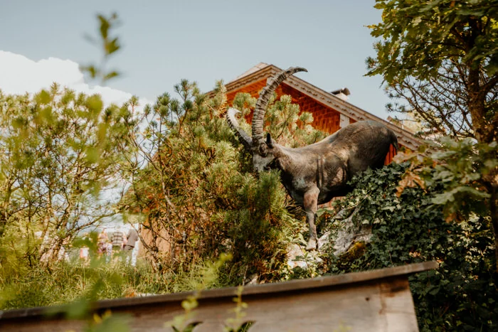 Laimer Urschlag Hochzeit
