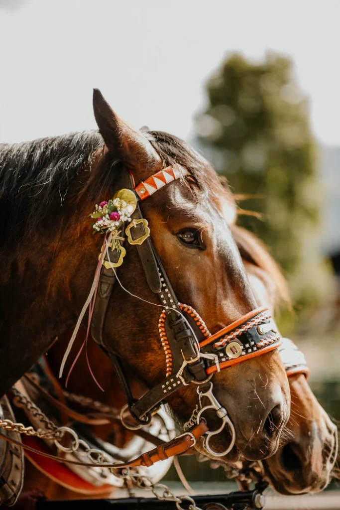 Laimer Urschlag Hochzeit
