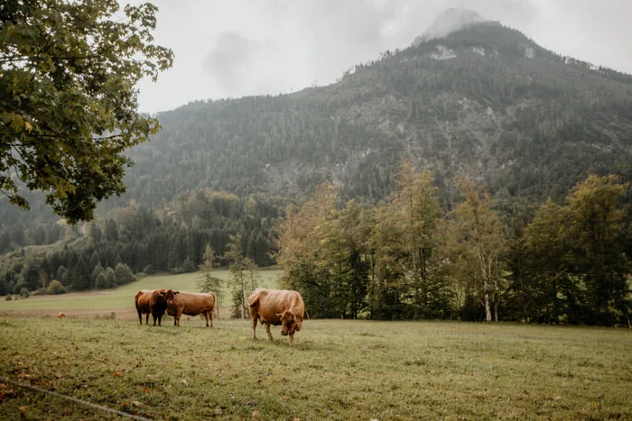 Laimer Urschlag Hochzeit