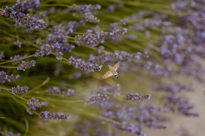Der Manfred - Weingarten Maureder OG